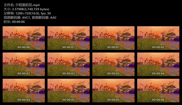 夕阳下的花短视频素材