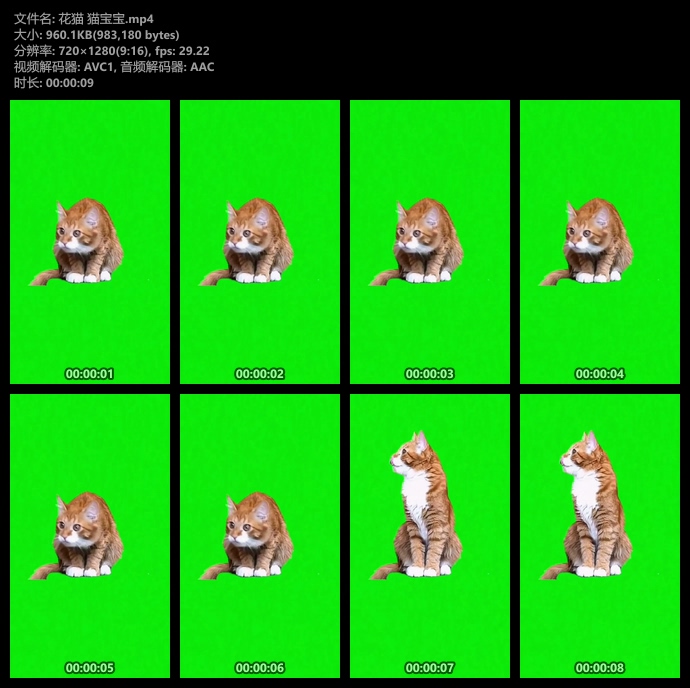 大花猫咪竖屏绿幕视频素材