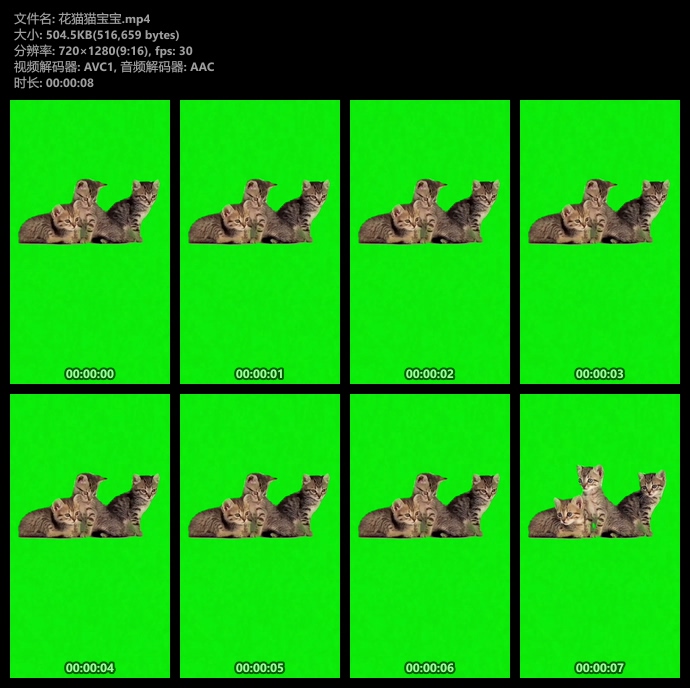 小花猫竖屏抠像绿幕视频素材