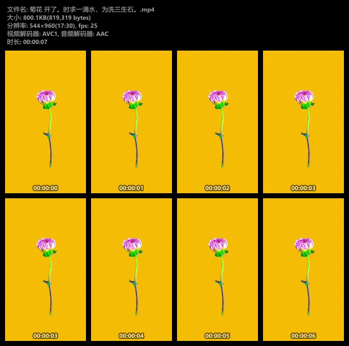 大丽花开花绽放瞬间绿幕视频素材