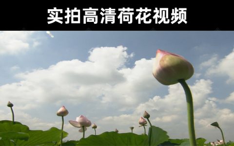 3款风景视频素材分享-实拍高清荷花视频素材模板