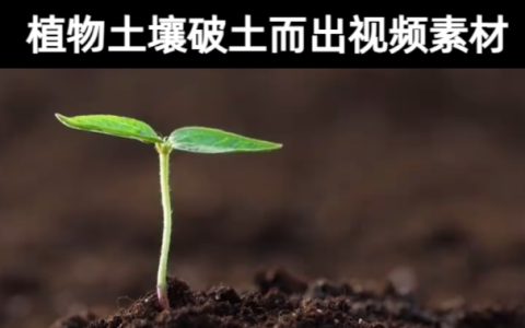 18款-植物土壤破土而出生长发芽高清视频素材下载