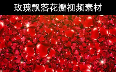17款-玫瑰飘落花瓣视频素材下载