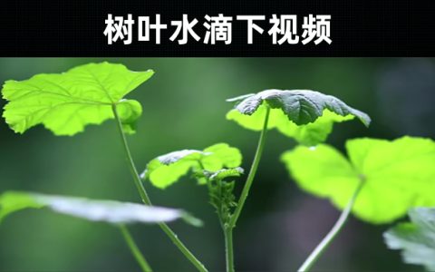10款-树叶水滴下视频素材